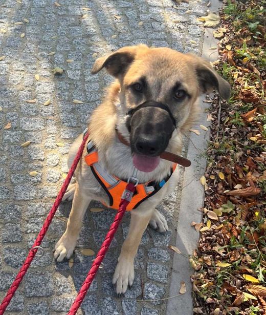 kangal-Mix, gelb beige