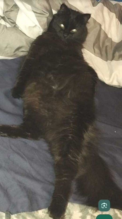 Europäische Langhaarkatze, schwarz