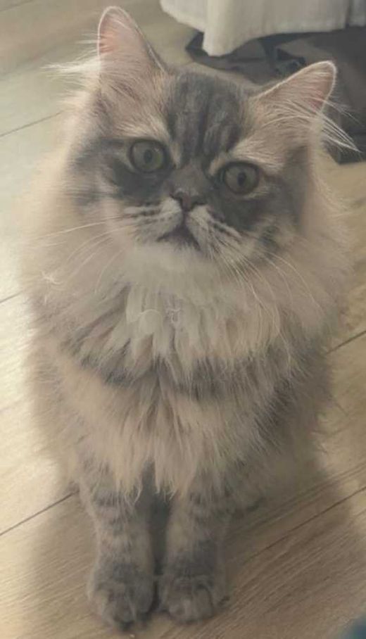 Perserkatze, grau