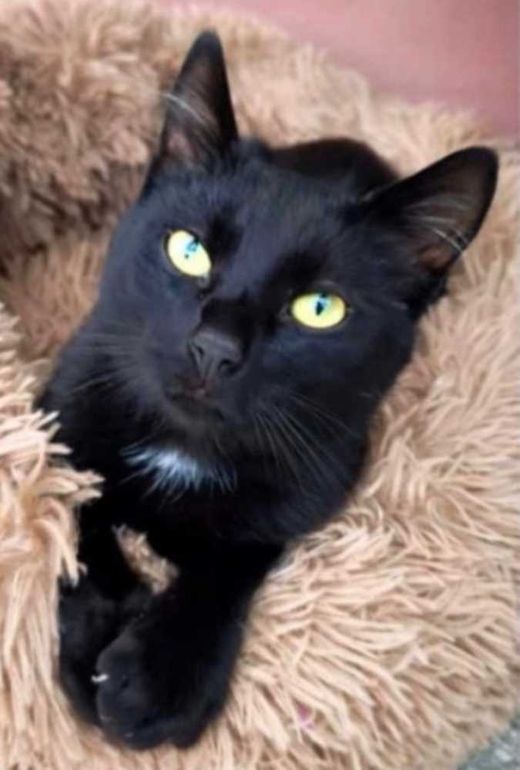 Hauskatze, schwarz mit weißen Abz