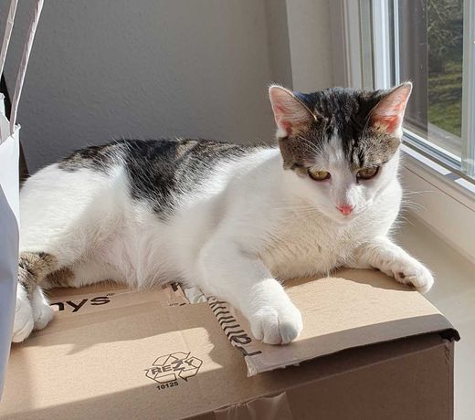 Hauskatze, Schwarzgetigert, weiß