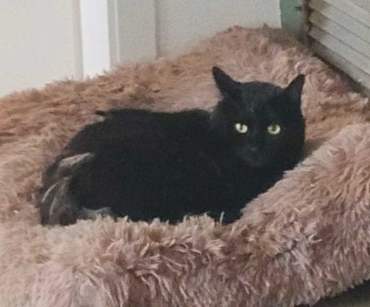 Mischling, schwarz