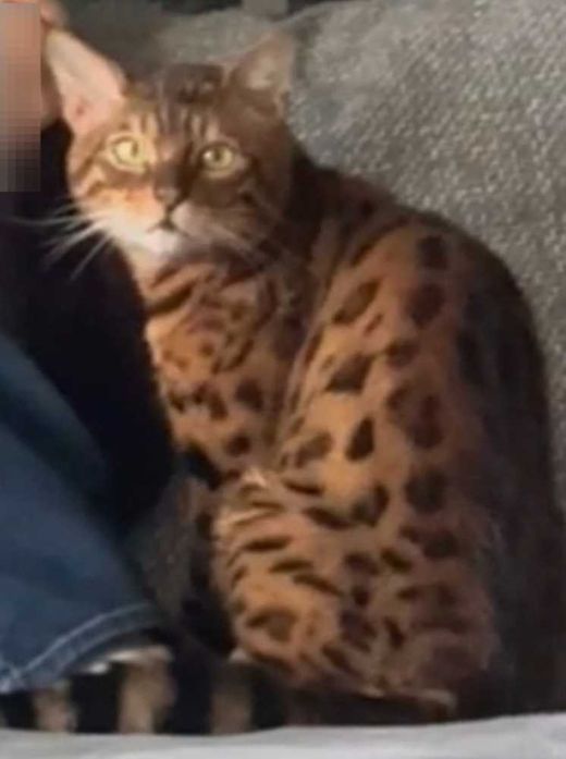 Bengal Cat, gold braun schwarz